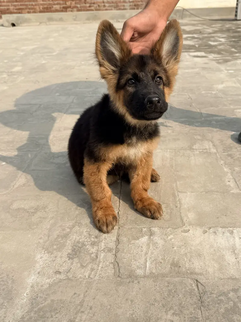 German Shepherd Puppies Long Coat and Stock Coat GSD Pair — photo 2