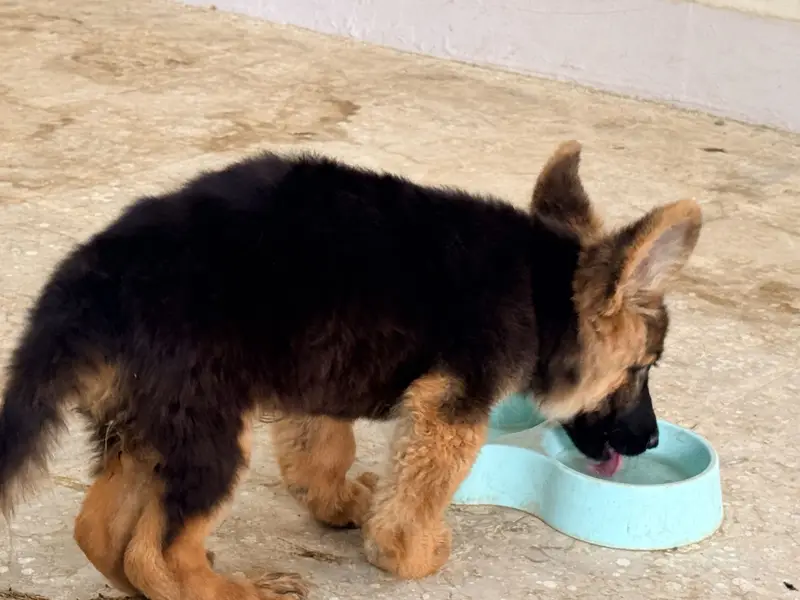 German Shepherd Puppies Long Coat and Stock Coat GSD Pair — photo 3