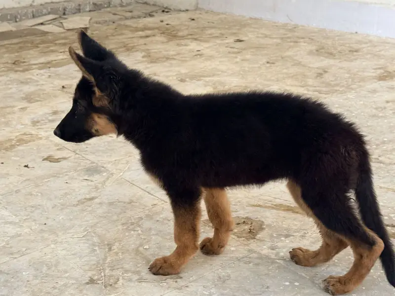 German Shepherd Puppies Long Coat and Stock Coat GSD Pair — photo 4