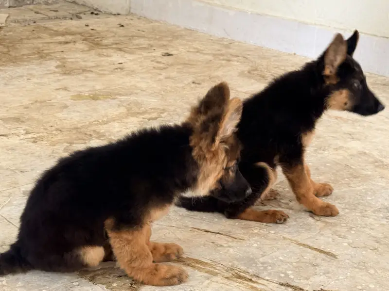 German Shepherd Puppies Long Coat and Stock Coat GSD Pair — photo 5