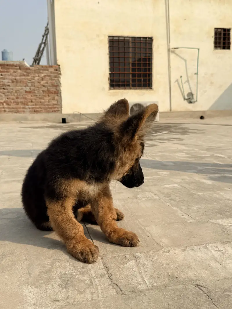 German Shepherd Puppies Long Coat and Stock Coat GSD Pair — photo 6