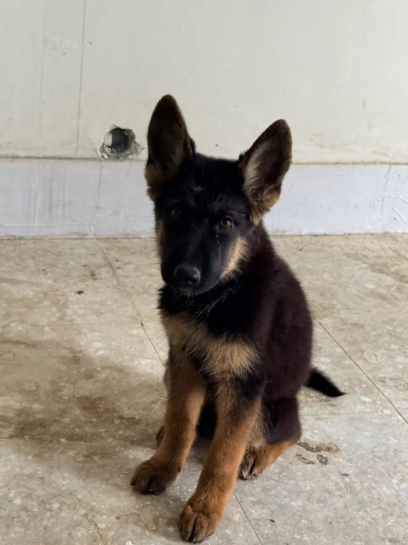 German Shepherd Puppies Long Coat and Stock Coat GSD Pair — photo 7