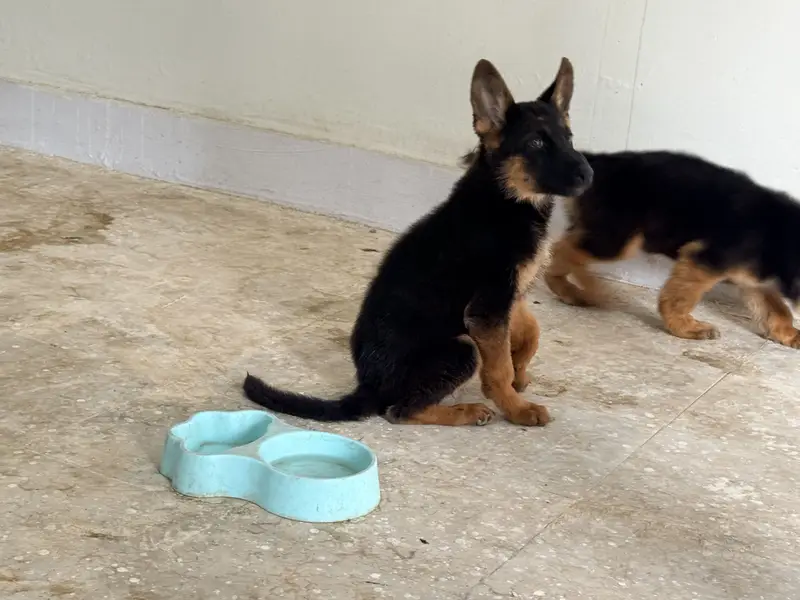 German Shepherd Puppies Long Coat and Stock Coat GSD Pair — photo 10
