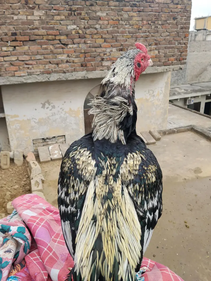Aseel Black Jawa Miawali — photo 2