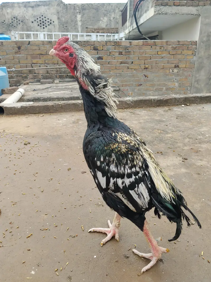Aseel Black Jawa Miawali — photo 5