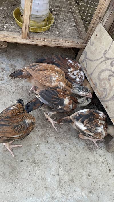 Pure peelay aseel chicks