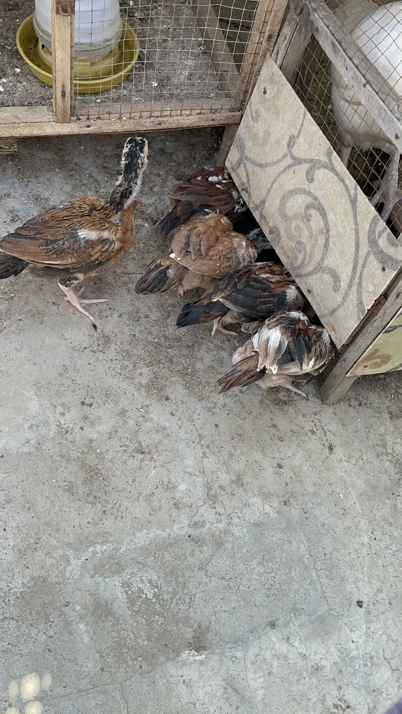 Pure peelay aseel chicks — photo 2