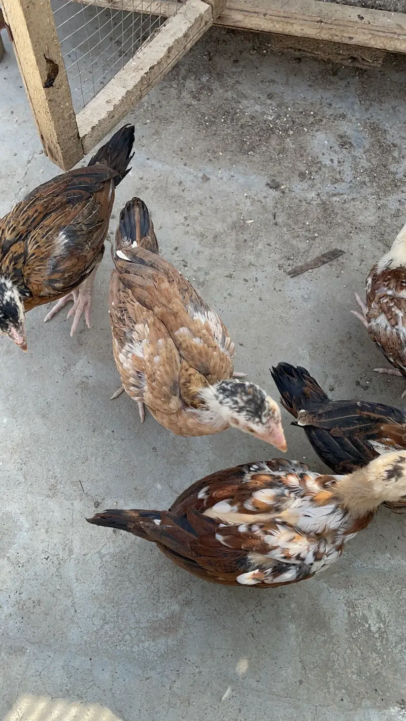 Pure peelay aseel chicks — photo 3