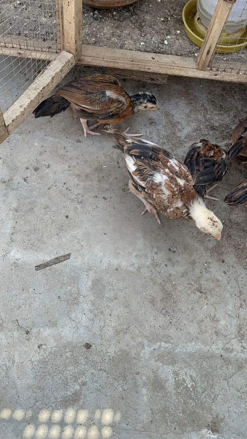 Pure peelay aseel chicks — photo 4