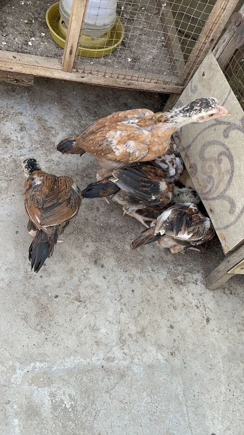 Pure peelay aseel chicks — photo 5