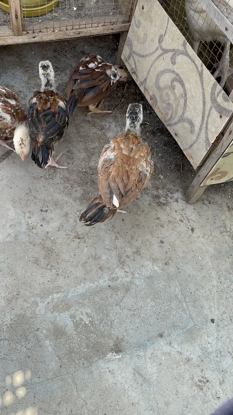 Pure peelay aseel chicks — photo 6