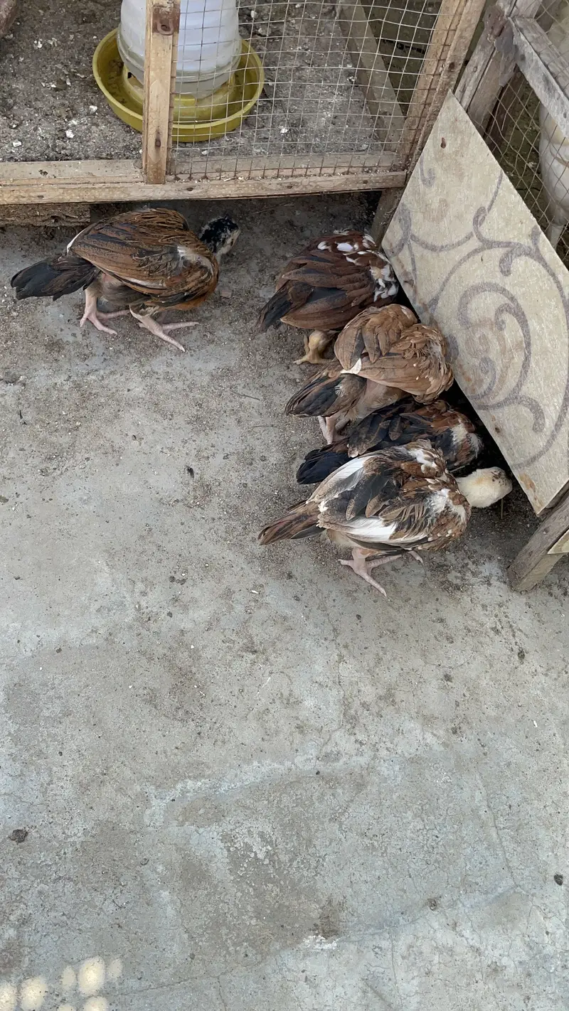 Pure peelay aseel chicks — photo 7