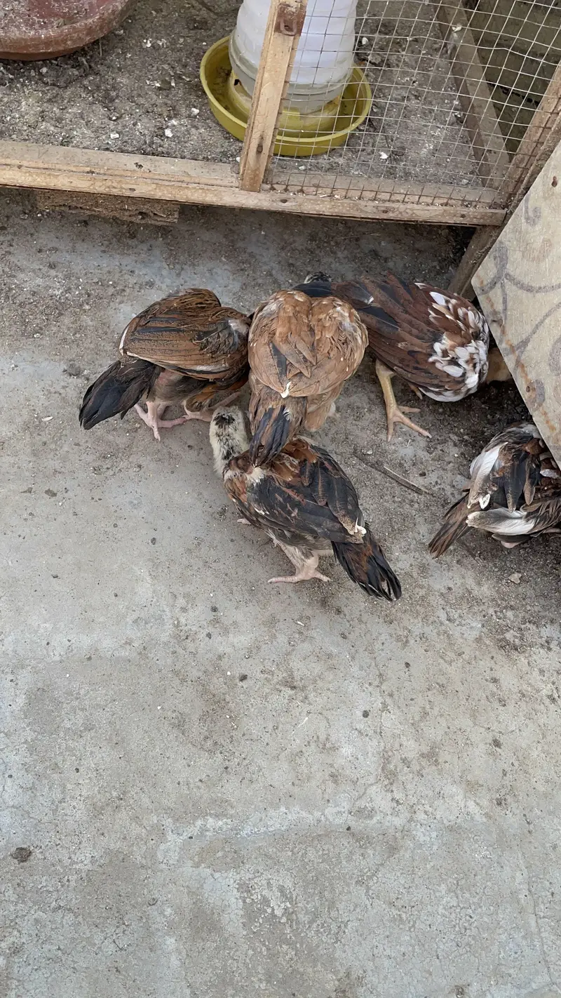 Pure peelay aseel chicks — photo 8