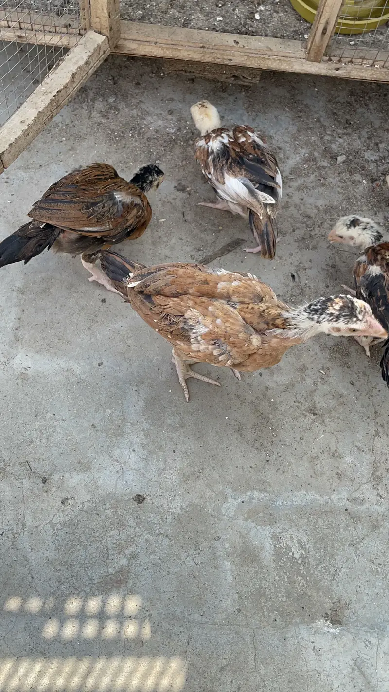 Pure peelay aseel chicks — photo 9
