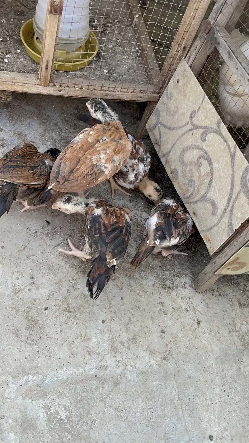 Pure peelay aseel chicks — photo 10