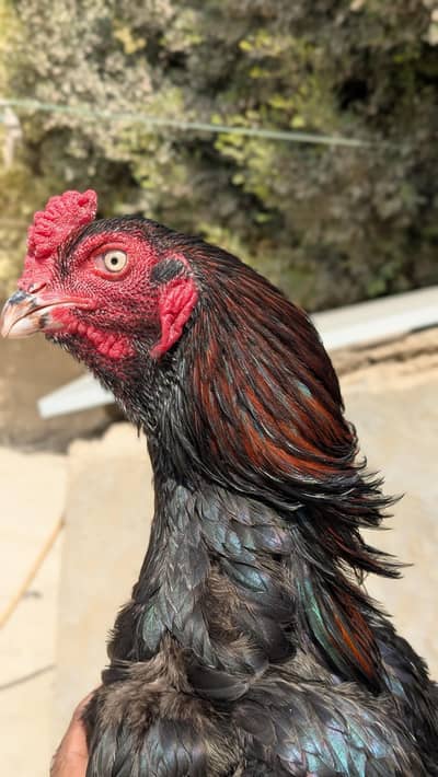 Lasani breed pattha