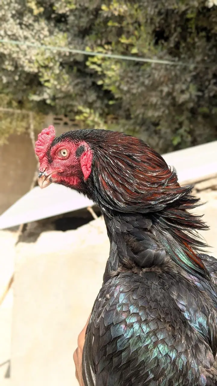 Lasani breed pattha — photo 2