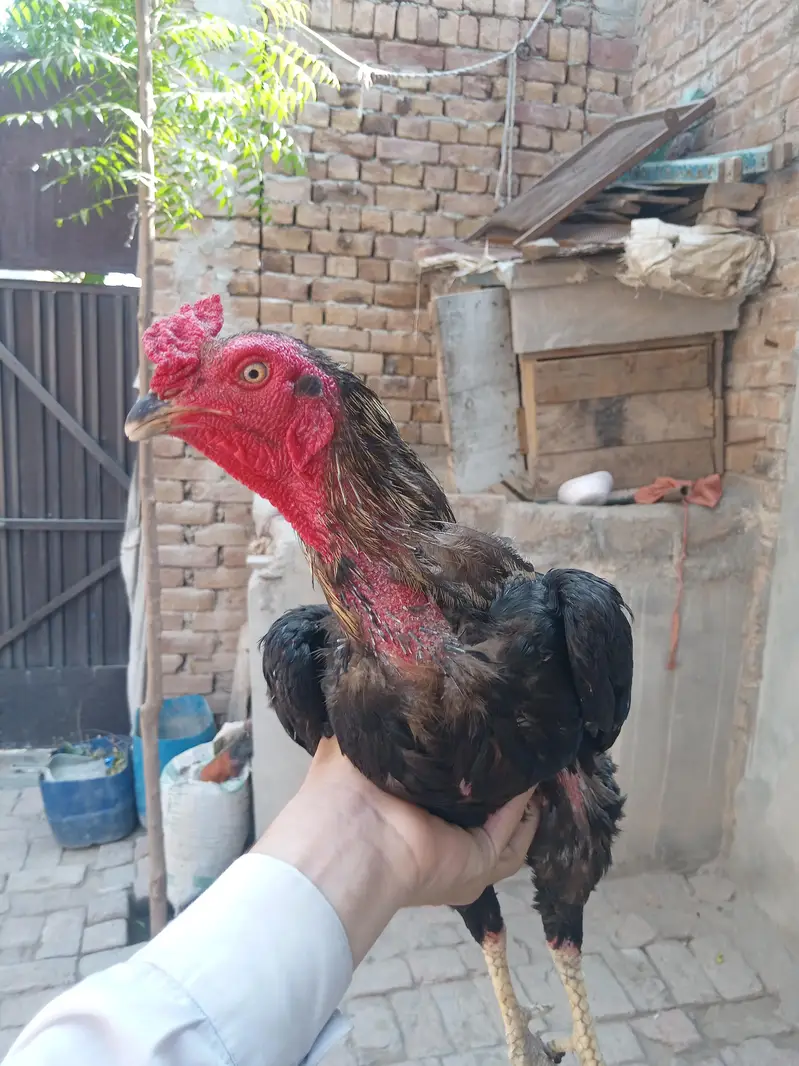 Aseel Murgha — photo 7