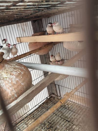 foun jawa 100% breeder pair