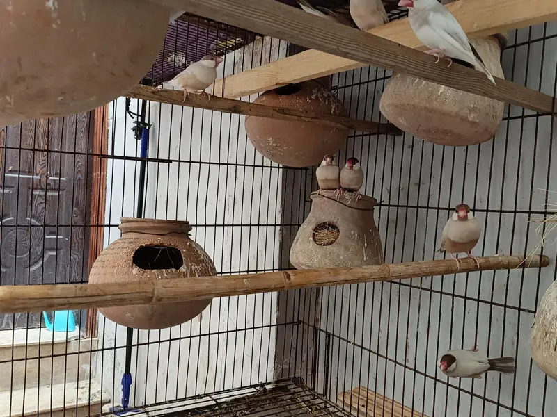 foun jawa 100% breeder pair — photo 2
