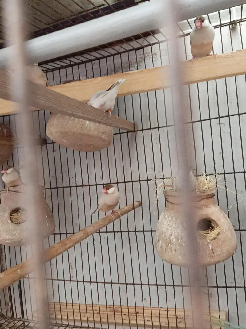 foun jawa 100% breeder pair — photo 4