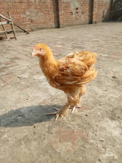 Golden buff for sale
