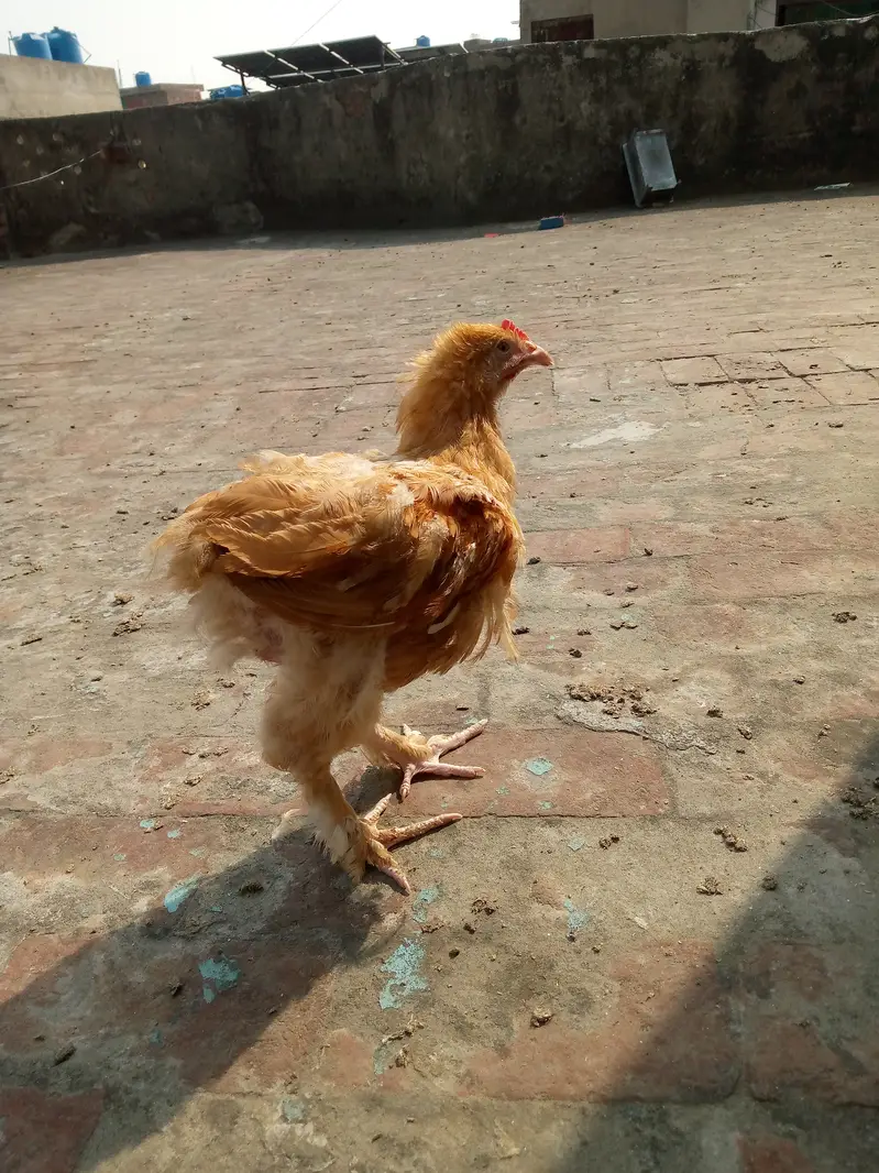 Golden buff for sale — photo 3