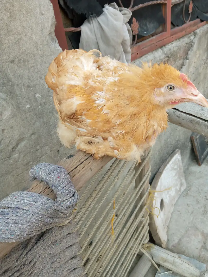 Golden buff for sale — photo 4