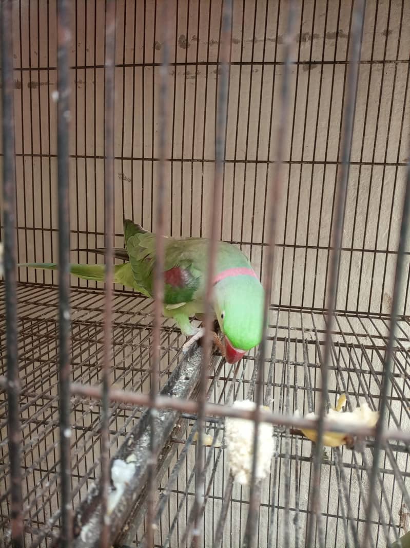 raw pair green active 0