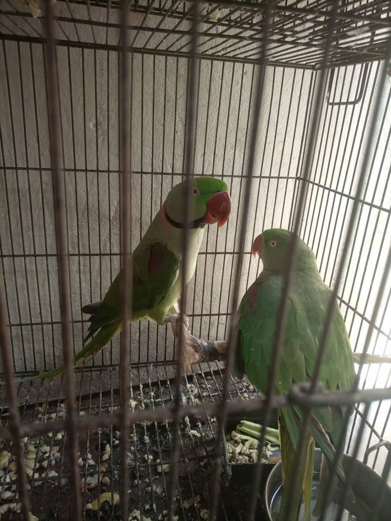 raw pair green active 1