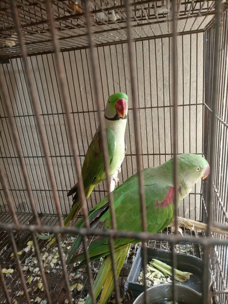 raw pair green active — photo 3