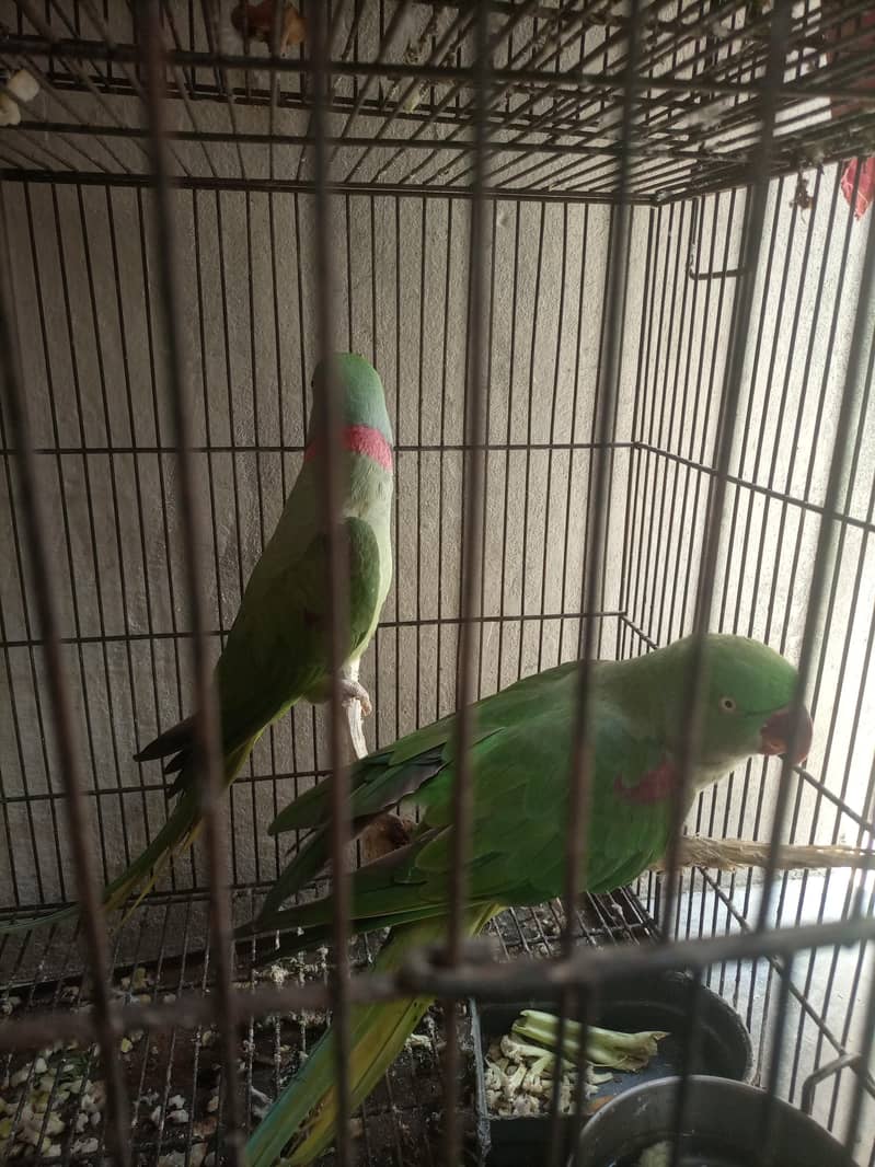 raw pair green active 3