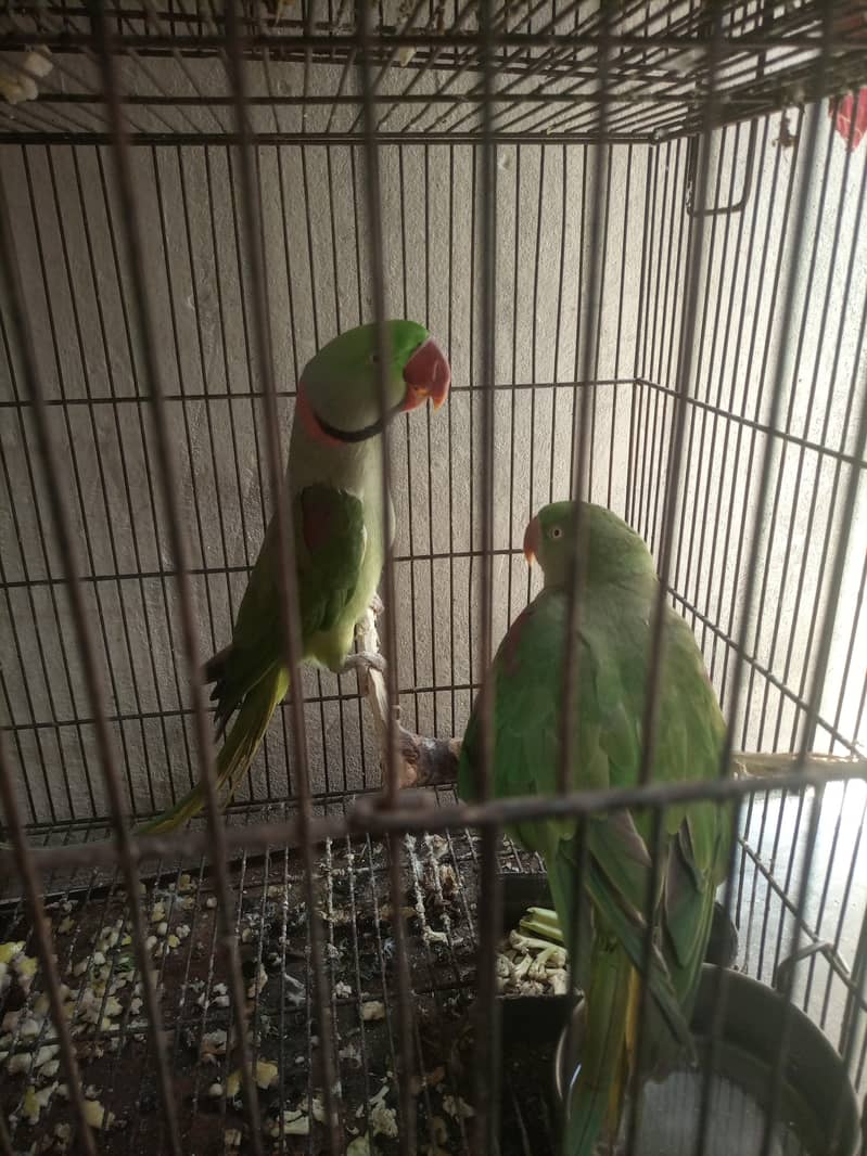 raw pair green active 4