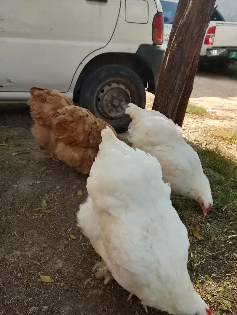 white and golden buff — photo 5