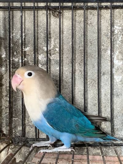 Love bird opline blue female