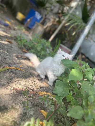 Persian Triple coated kittens and cats available