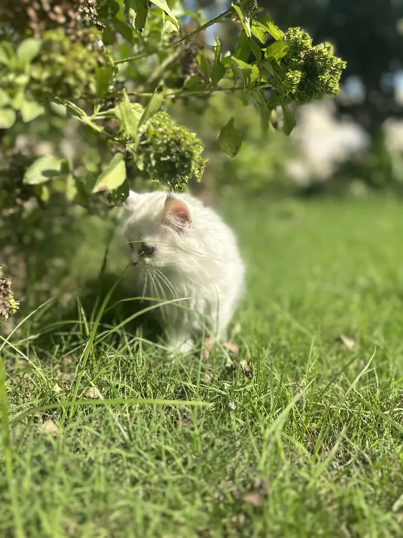 Persian Triple coated kittens and cats available — photo 2