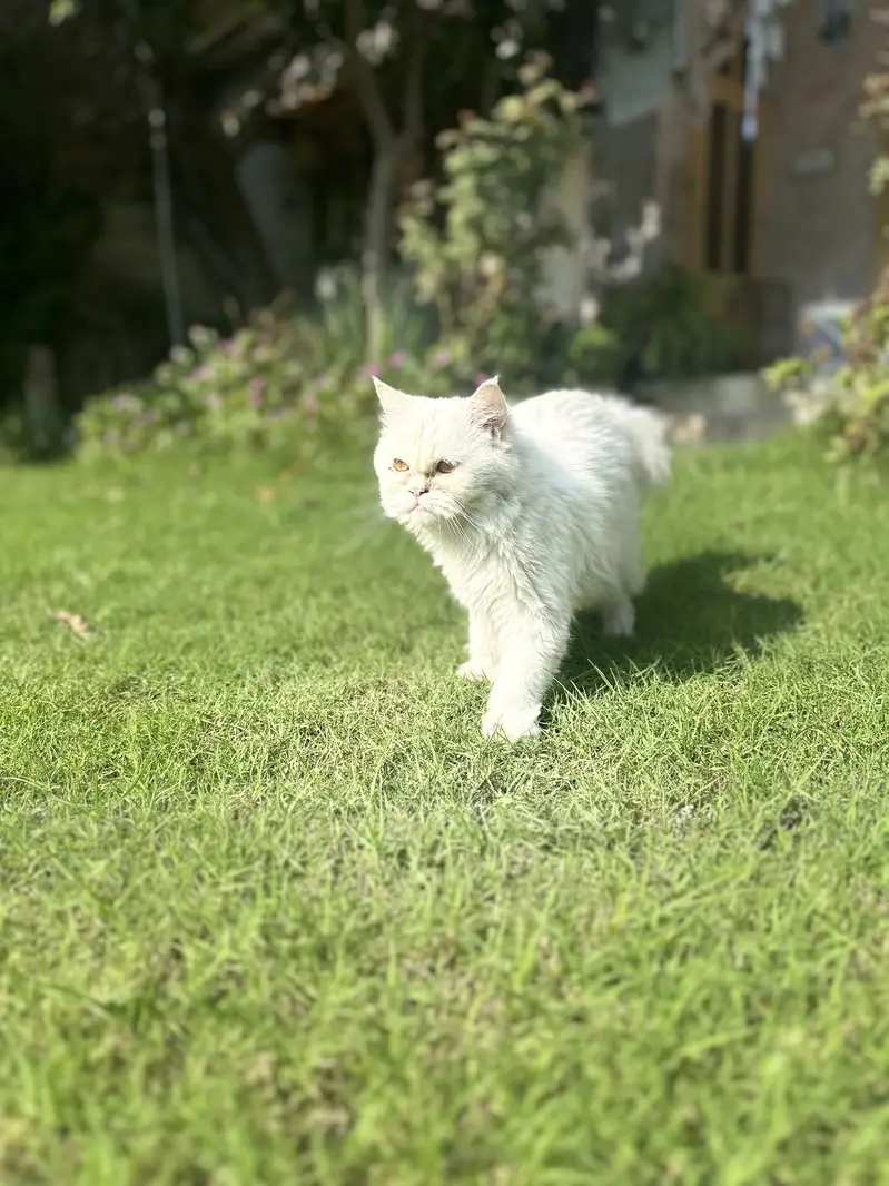 Persian Triple coated kittens and cats available — photo 3