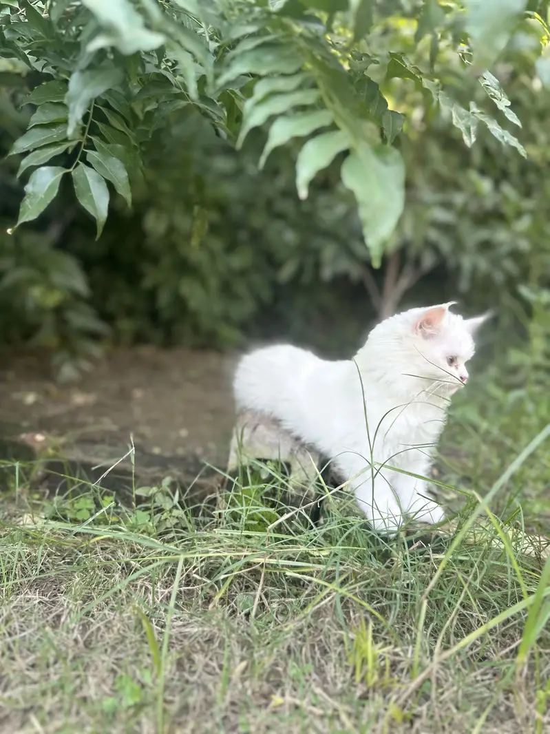 Persian Triple coated kittens and cats available — photo 4
