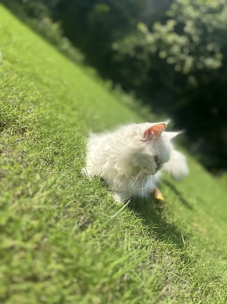 Persian Triple coated kittens and cats available — photo 5