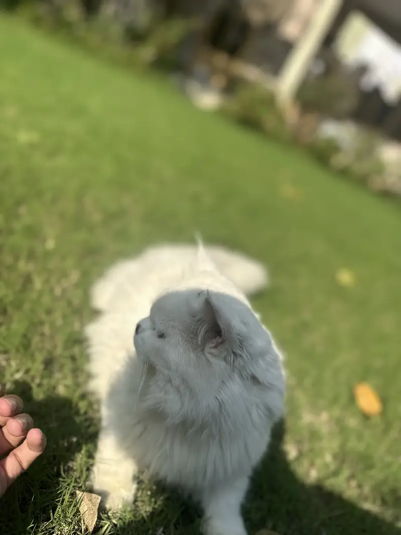 Persian Triple coated kittens and cats available — photo 7