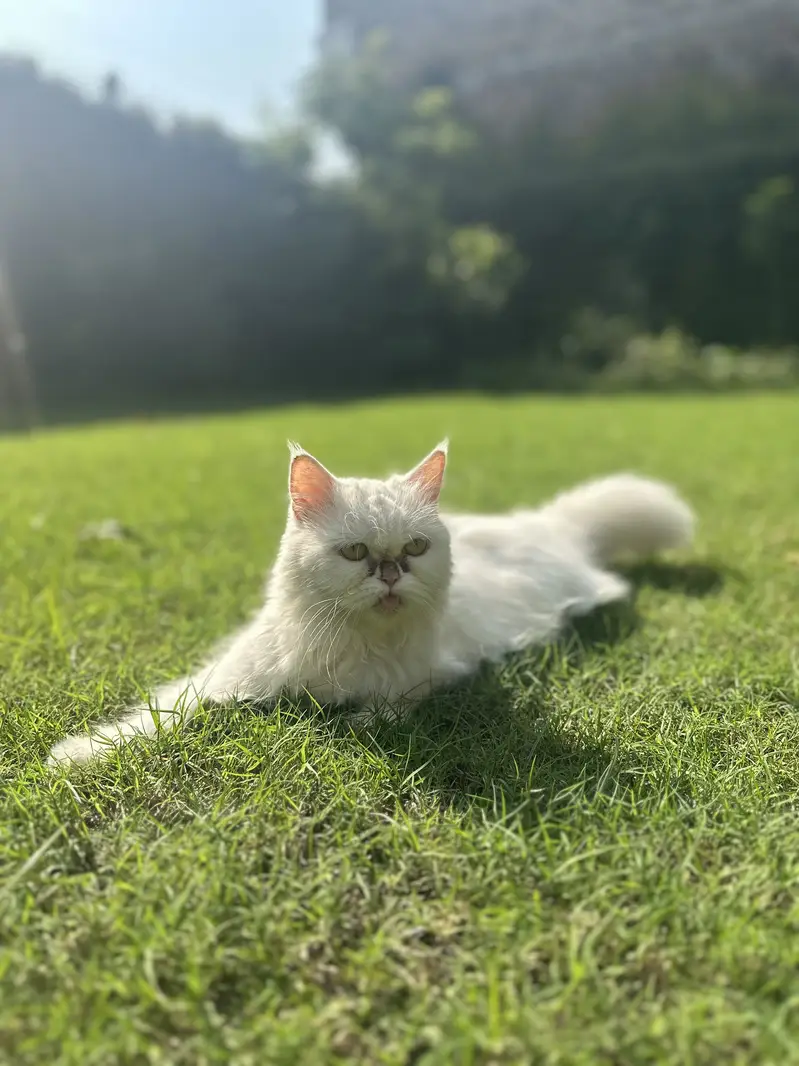 Persian Triple coated kittens and cats available — photo 8