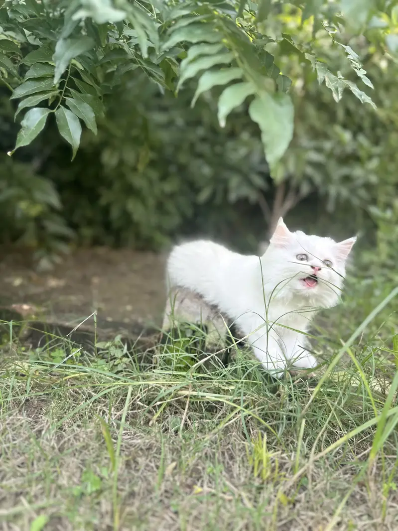 Persian Triple coated kittens and cats available — photo 9