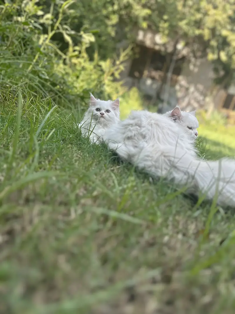 Persian Triple coated kittens and cats available — photo 10