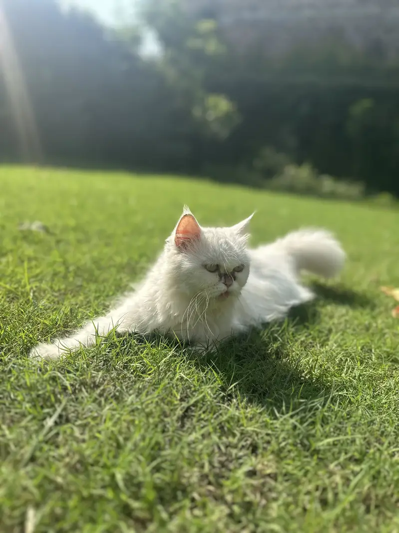 Persian Triple coated kittens and cats available — photo 11