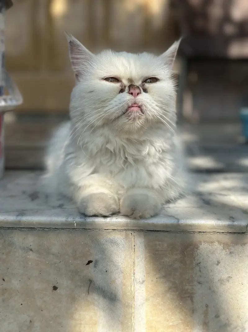 Persian Triple coated kittens and cats available — photo 12