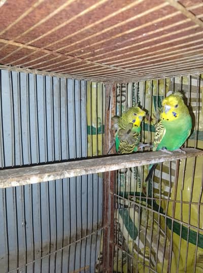hogoromo jumbo size breeder pair