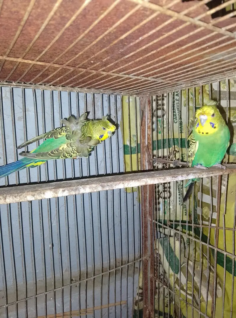 hogoromo jumbo size breeder pair — photo 2