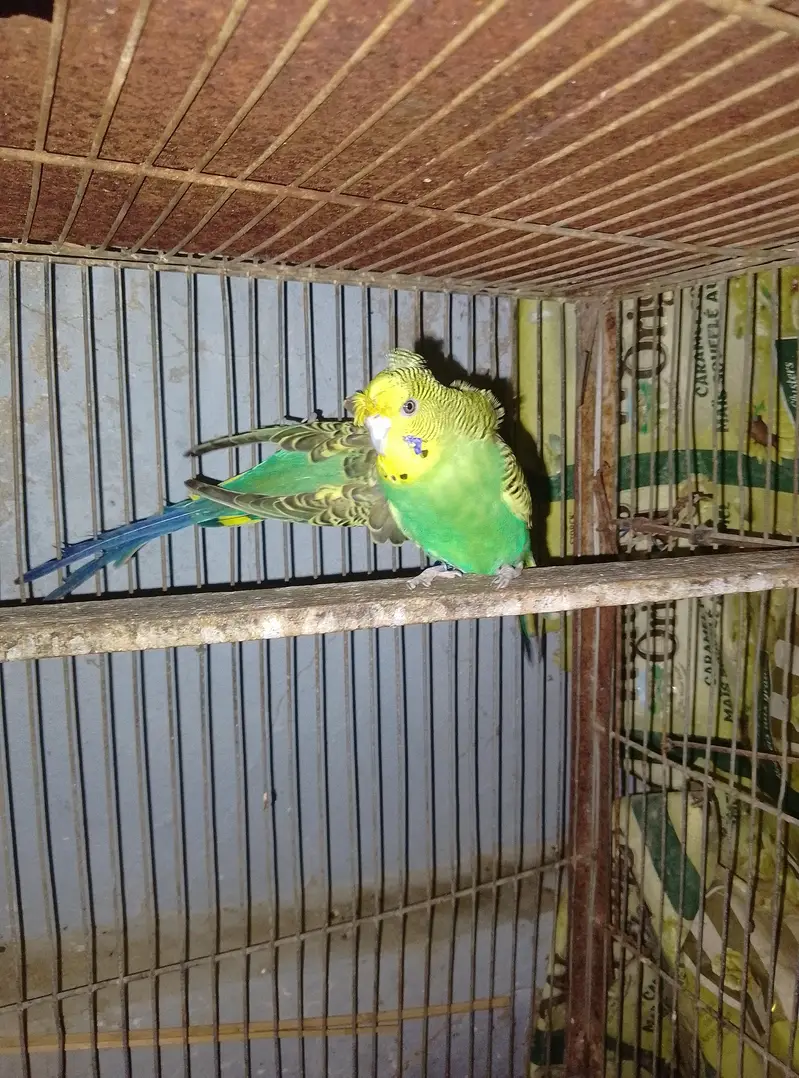 hogoromo jumbo size breeder pair — photo 3