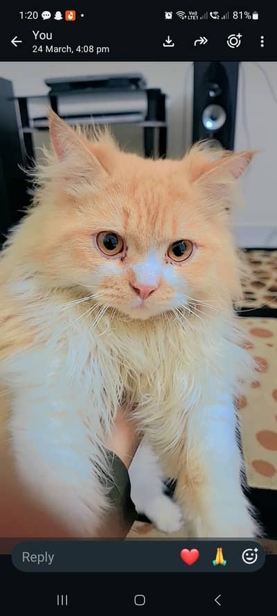 wwhite n golden color . proper trained  . cute n lovely. cat